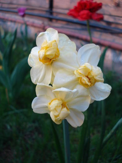 Daffodil Cheerfulness (2009, April 19) - Narcissus Cheerfulness