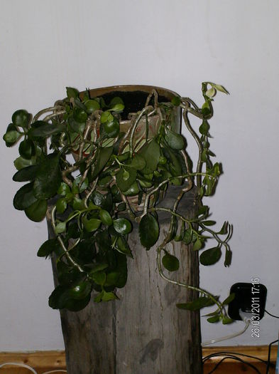 dupa schimbarea pamantului si rarirea palntutelor - florile mele _2011