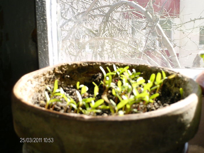 craite - florile mele _2011