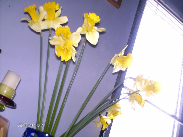 martie 036 - florile mele _2011