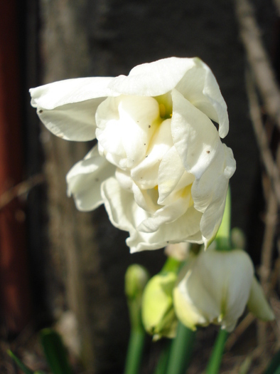 Daffodil Cheerfulness (2010, April 07) - Narcissus Cheerfulness