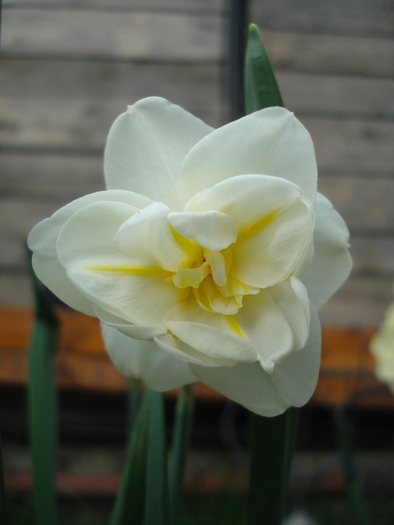 Daffodil Cheerfulness (2010, April 18) - Narcissus Cheerfulness