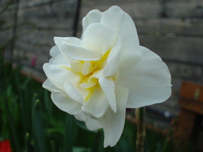 Narcissus Cheerfulness (2010, April 23)