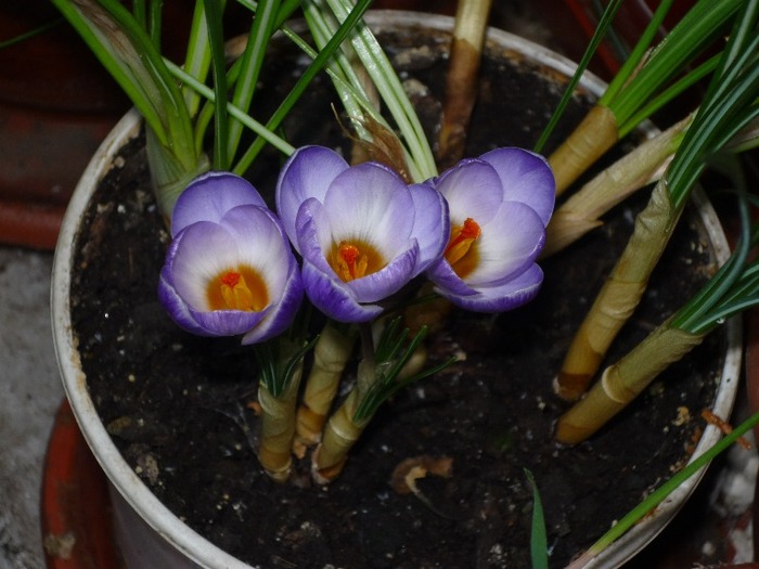 Crocus - Au inflorit in 2011