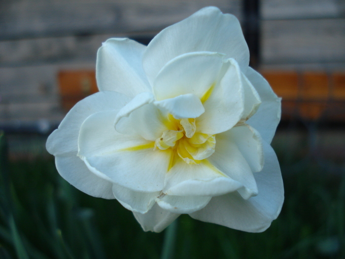 Narcissus Cheerfulness (2010, April 28)