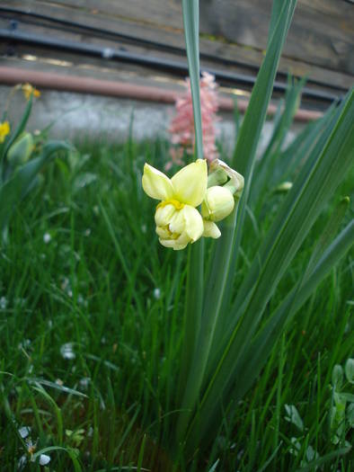 N. Yellow Cheerfulness (2009, Apr.10) - Narcissus Cheerfulness Y