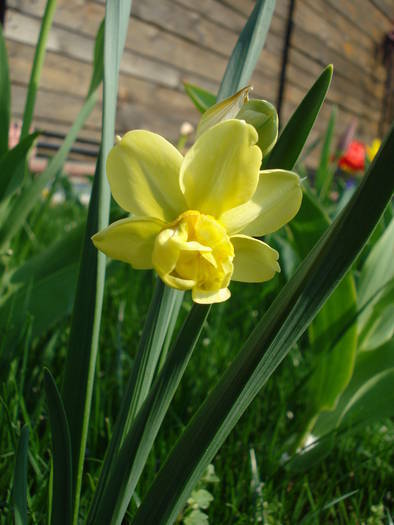 N. Yellow Cheerfulness (2009, Apr.10) - Narcissus Cheerfulness Y