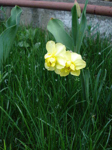 N. Yellow Cheerfulness (2009, Apr.11) - Narcissus Cheerfulness Y