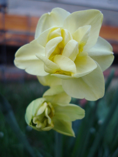 N. Yellow Cheerfulness (2009, Apr.13) - Narcissus Cheerfulness Y