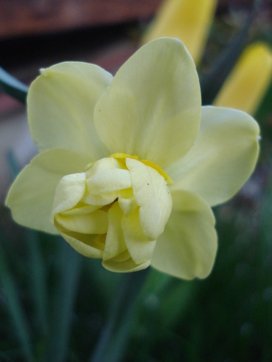 N. Yellow Cheerfulness (2009, Apr.13) - Narcissus Cheerfulness Y