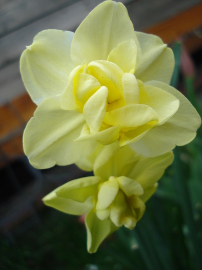 N. Yellow Cheerfulness (2010, Apr.15) - Narcissus Cheerfulness Y