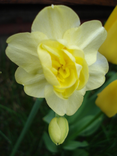 N. Yellow Cheerfulness (2010, Apr.17)