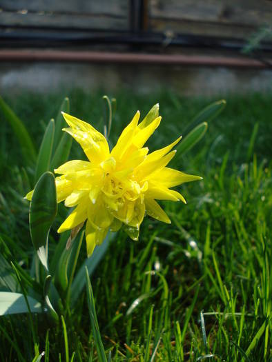 Daffodil Rip van Winkle (2009, April 05) - Narcissus Rip van Winkle
