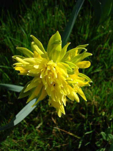 Daffodil Rip van Winkle (2009, April 05) - Narcissus Rip van Winkle