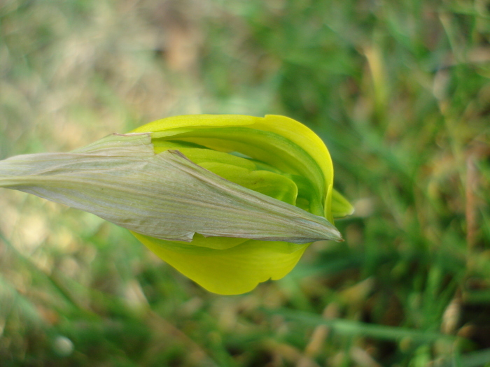 Daffodil Rip van Winkle (2010, March 24) - Narcissus Rip van Winkle