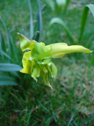 Daffodil Rip van Winkle (2010, March 26) - Narcissus Rip van Winkle