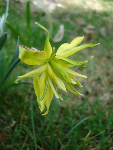Daffodil Rip van Winkle (2010, March 27) - Narcissus Rip van Winkle