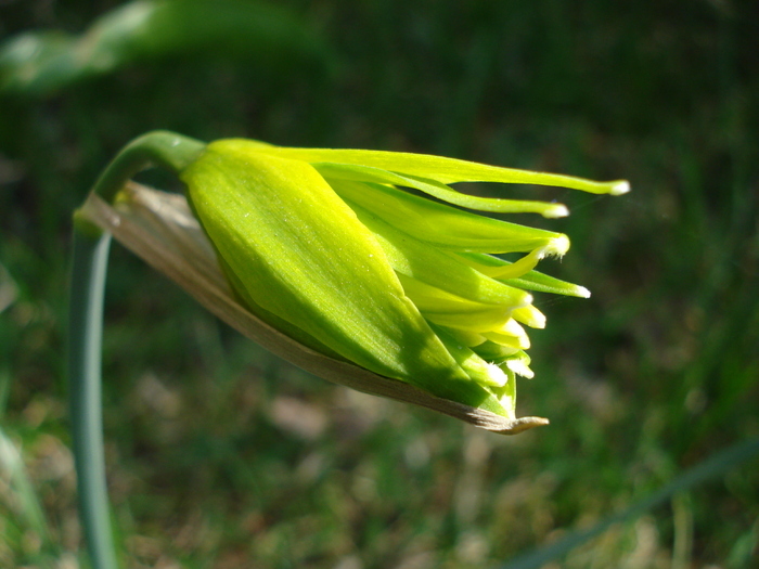 Daffodil Rip van Winkle (2010, March 27) - Narcissus Rip van Winkle