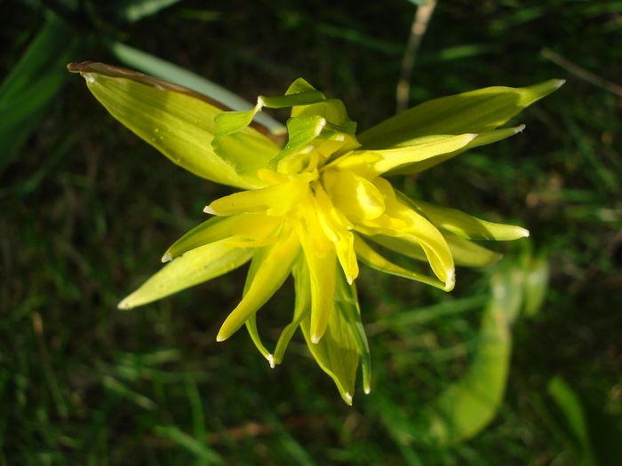 Daffodil Rip van Winkle (2010, March 30) - Narcissus Rip van Winkle