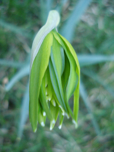 Daffodil Rip van Winkle (2011, March 26)