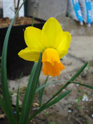 Narcissus Jetfire (2009, April 06)