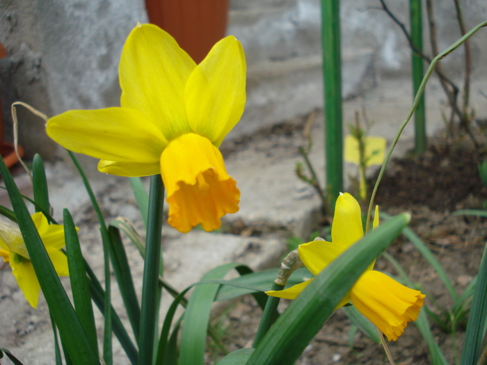 Daffodil Jetfire (2010, April 05) - Narcissus Jetfire