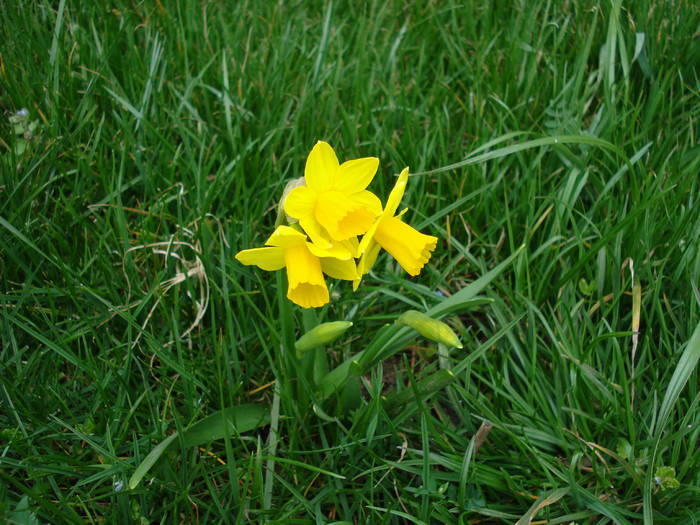 Narcissus Tete-a-Tete (2009, March 30) - Narcissus Tete Tete