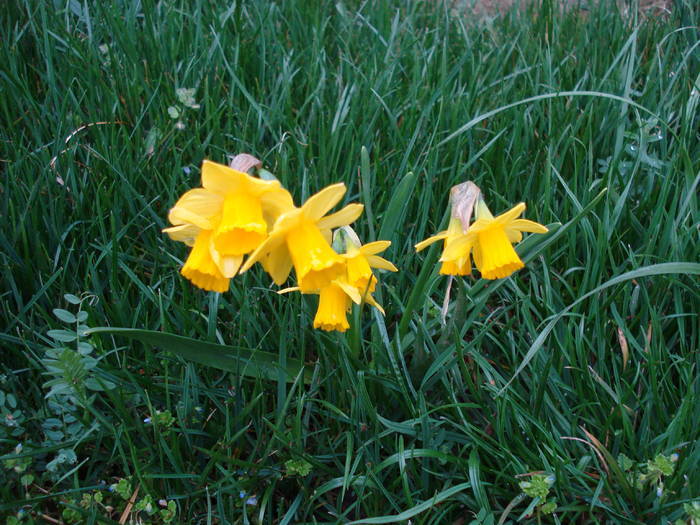 Daffodil Tete-a-Tete (2009, April 02) - Narcissus Tete Tete