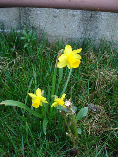 Daffodil Tete-a-Tete (2009, April 05) - Narcissus Tete Tete