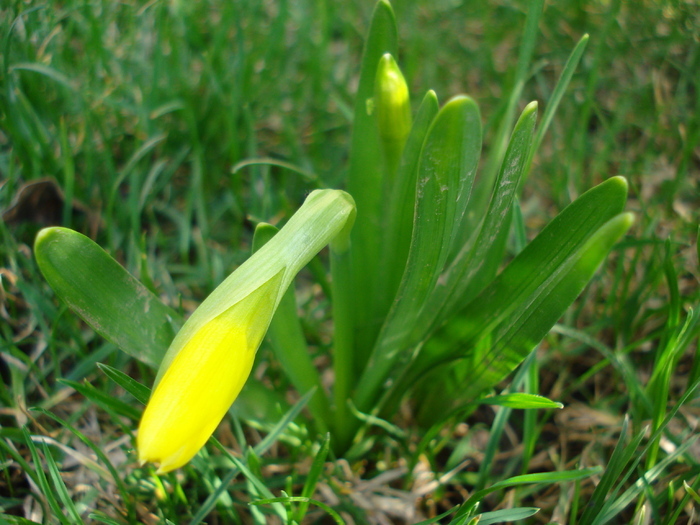 Daffodil Tete-a-Tete (2010, March 24) - Narcissus Tete Tete