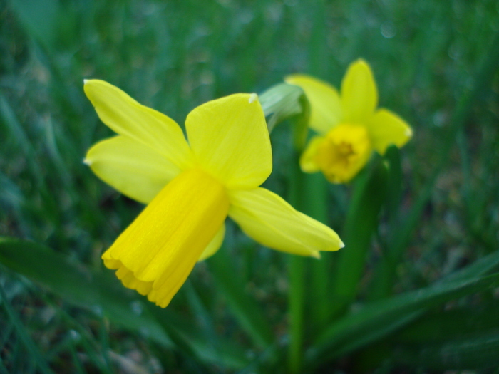 Narcissus Tete-a-Tete (2010, March 26)