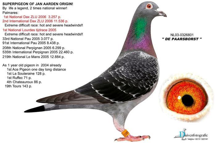 superpigeon of Jan Aarden origin - Porumbei care-mi plac