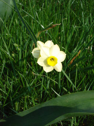 Narcissus Minnow (2009, April 08)