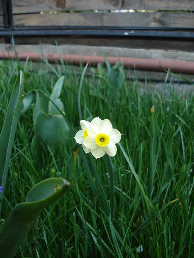 Narcissus Minnow (2009, April 10) - Narcissus Minnow