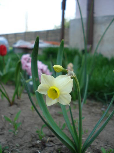 Daffodil Minnow (2009, April 10) - Narcissus Minnow