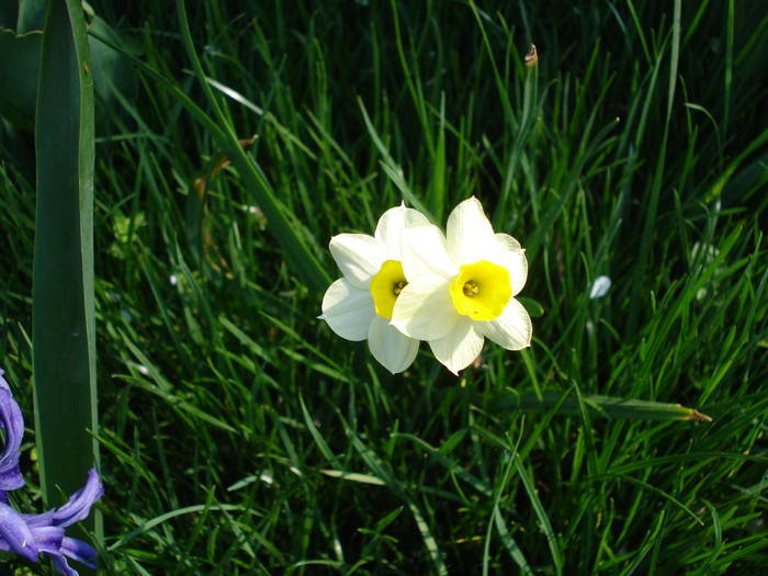 Daffodil Minnow (2009, April 11) - Narcissus Minnow