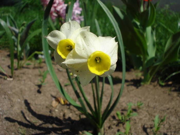 Daffodil Minnow (2009, April 16) - Narcissus Minnow