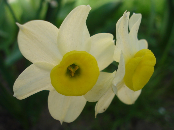 Narcissus Minnow (2010, April 13) - Narcissus Minnow