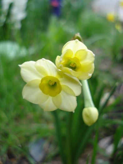 Narcissus Minnow (2010, April 17)