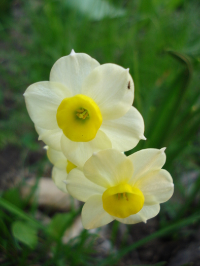 Narcissus Minnow (2010, April 18)