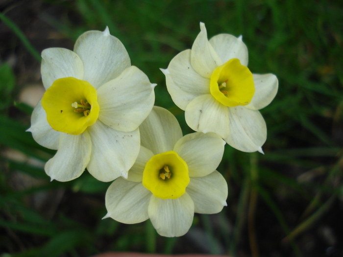 Narcissus Minnow (2010, April 23) - Narcissus Minnow