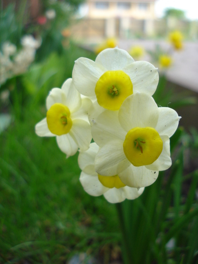 Narcissus Minnow (2010, April 23) - Narcissus Minnow
