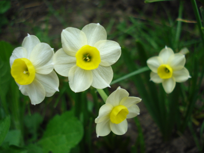 Narcissus Minnow (2010, April 24) - Narcissus Minnow