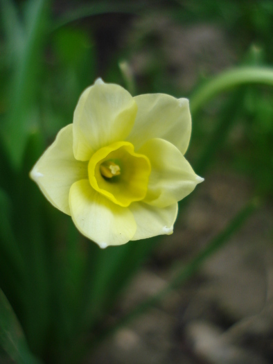 Narcissus Minnow (2010, April 24)