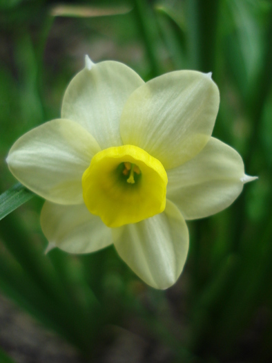 Narcissus Minnow (2010, April 24)