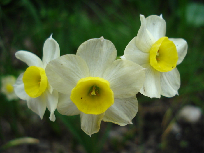 Narcissus Minnow (2010, April 24) - Narcissus Minnow