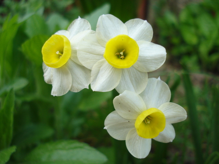 Narcissus Minnow (2010, April 29) - Narcissus Minnow
