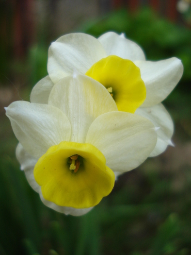 Narcissus Minnow (2010, April 29) - Narcissus Minnow