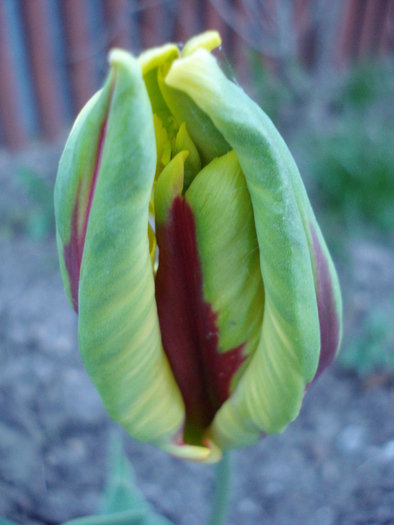 Tulipa Texas Flame (2010, April 28)