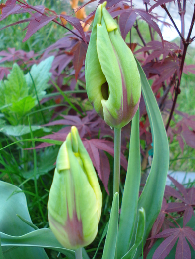 Tulipa Texas Flame (2010, April 29)